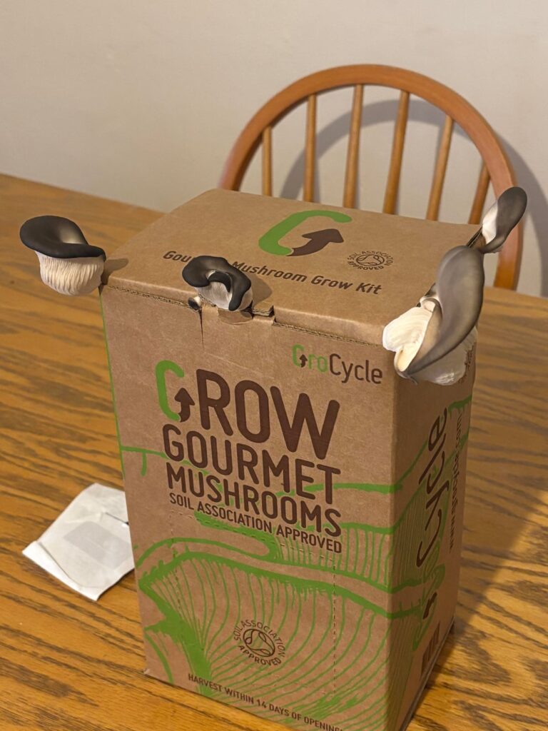 Gourmet Grow Mushroom Kit Help