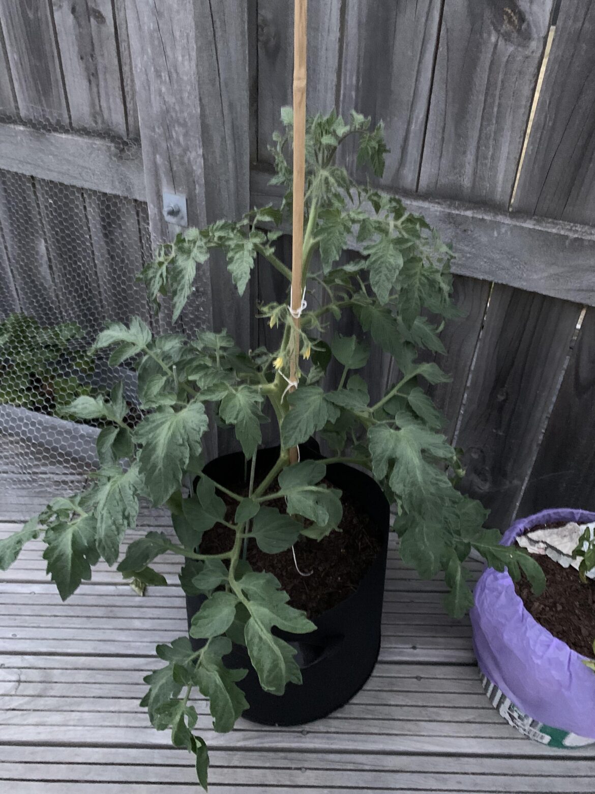 will it make it in time??