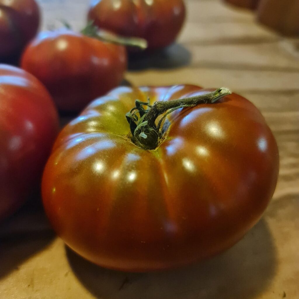 Cross-bred Black Krim x Determinate Beef Steak.