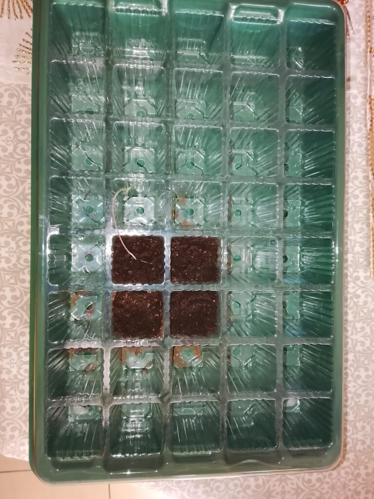 Sun Gold Tomatoes Week #3