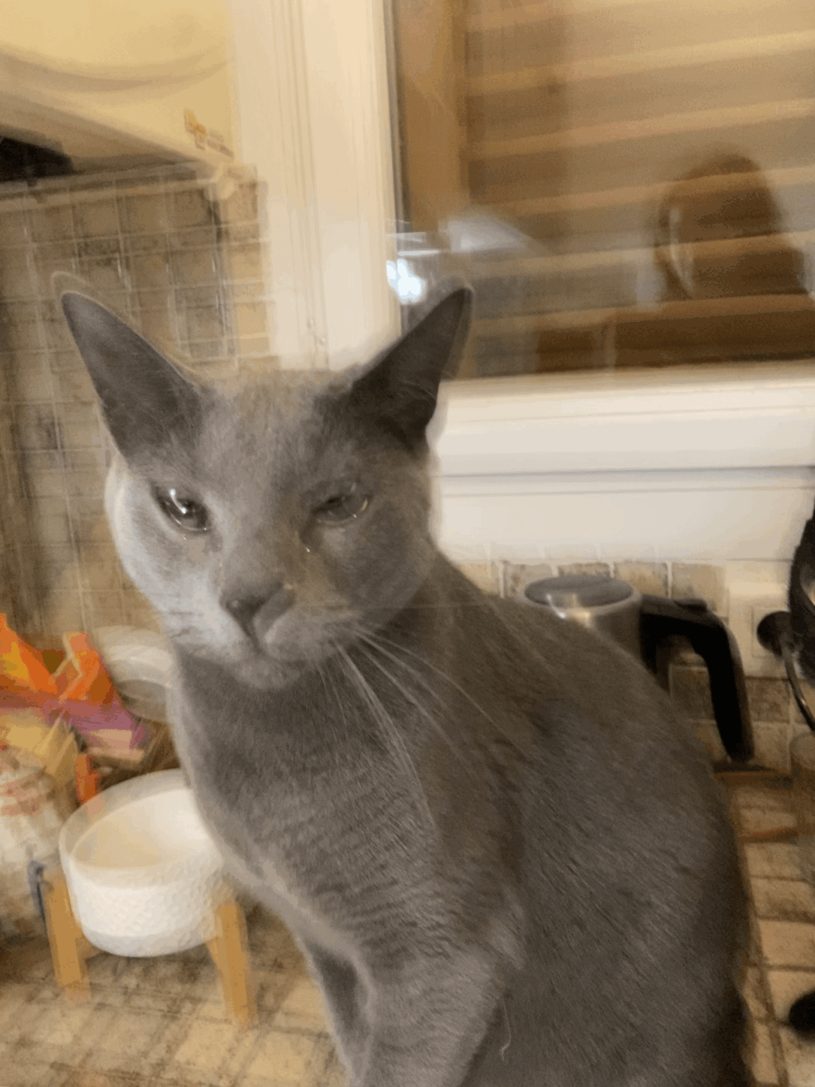 OP's cat loves to smell onions when i cook