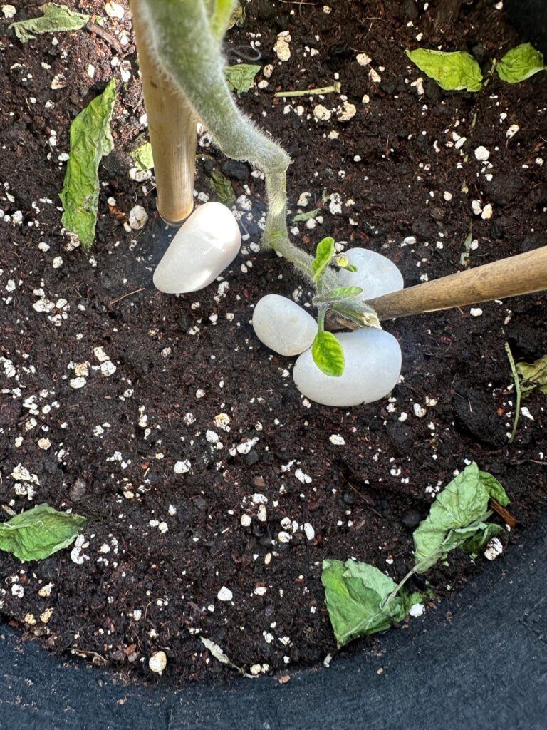 New Tomato leaves curled up with green veins yellowing leaves. Is this normal?Please help me identify the issue?