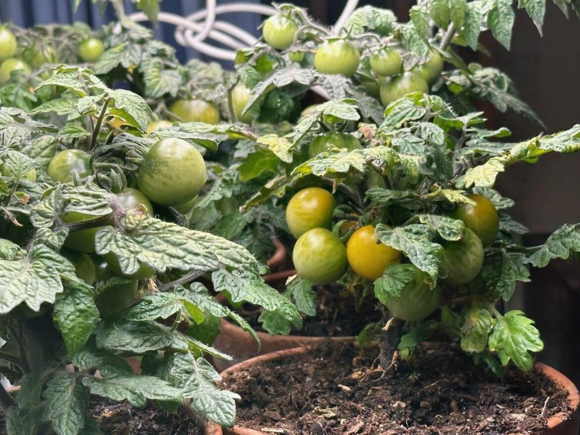 They're ripening!! (Microdwarf toms)