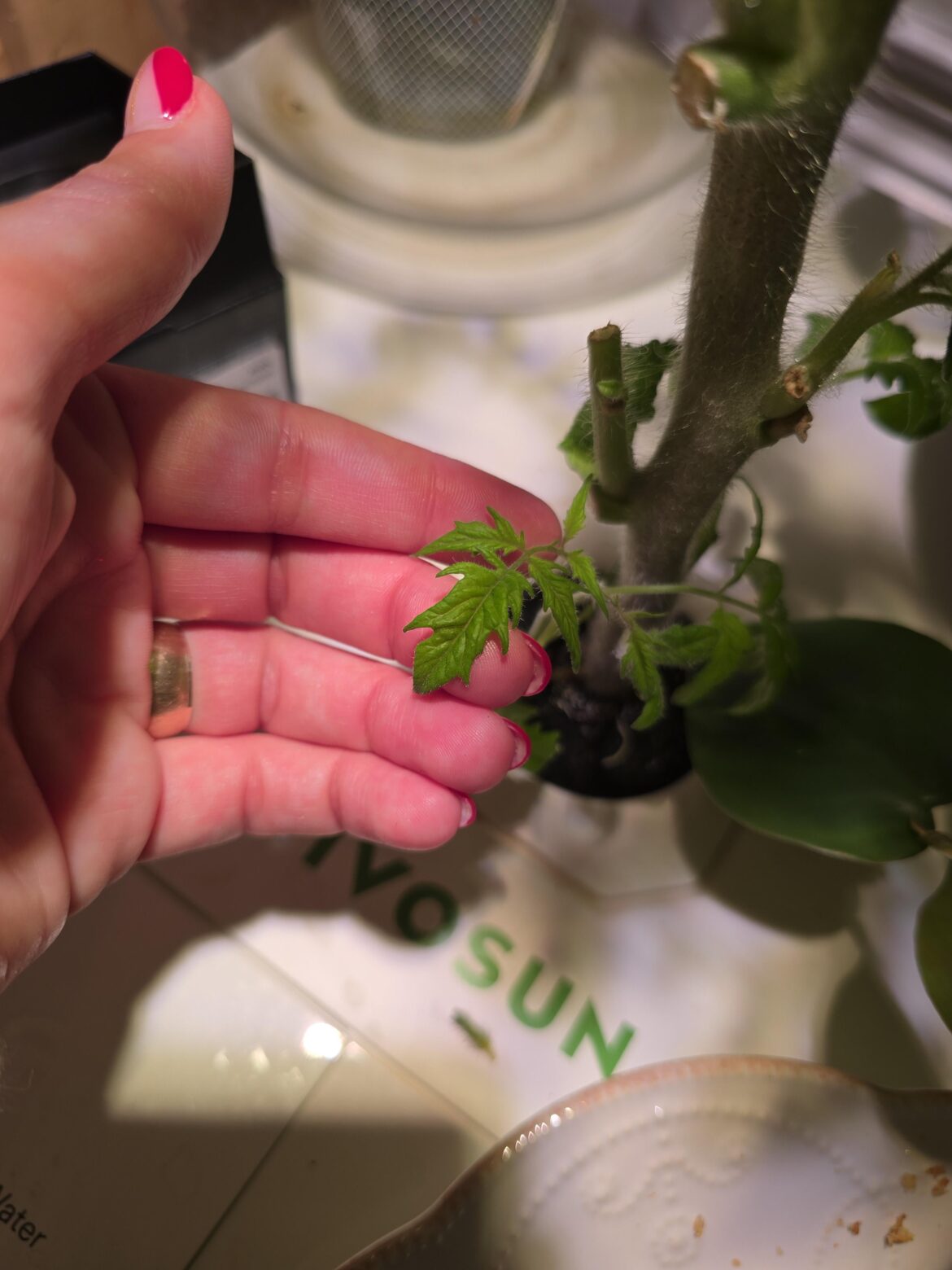 This tomato has such pretty whispy leaves