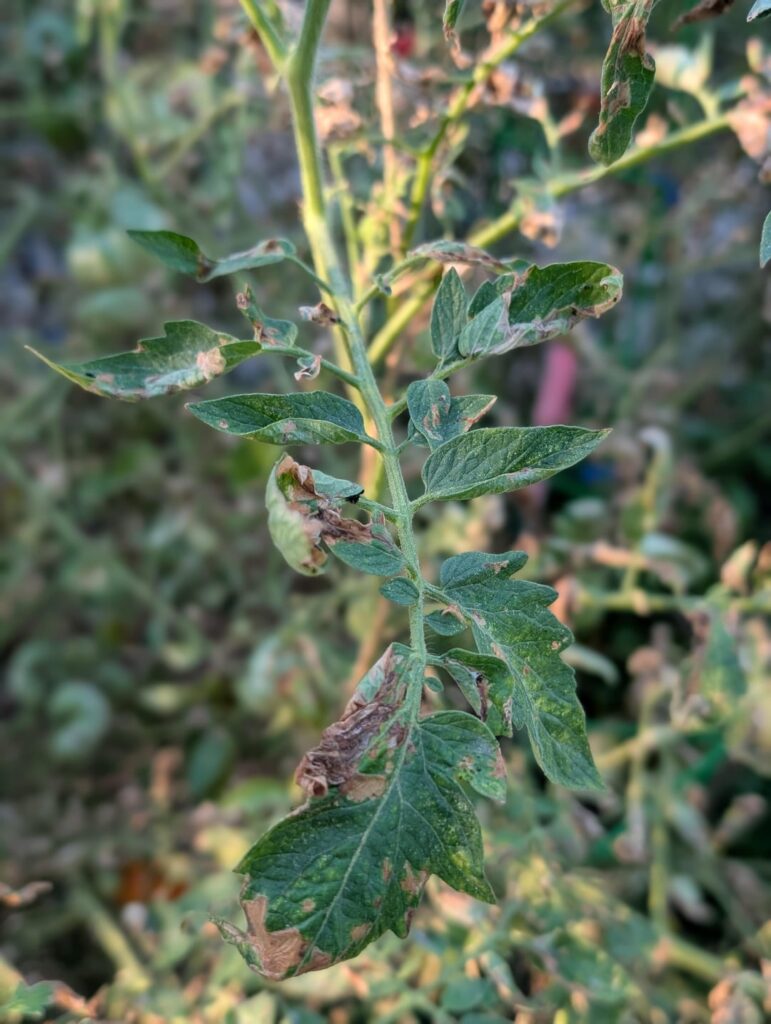 East Central IL (6a); August 2025 tomato crash; Earlier than expected.