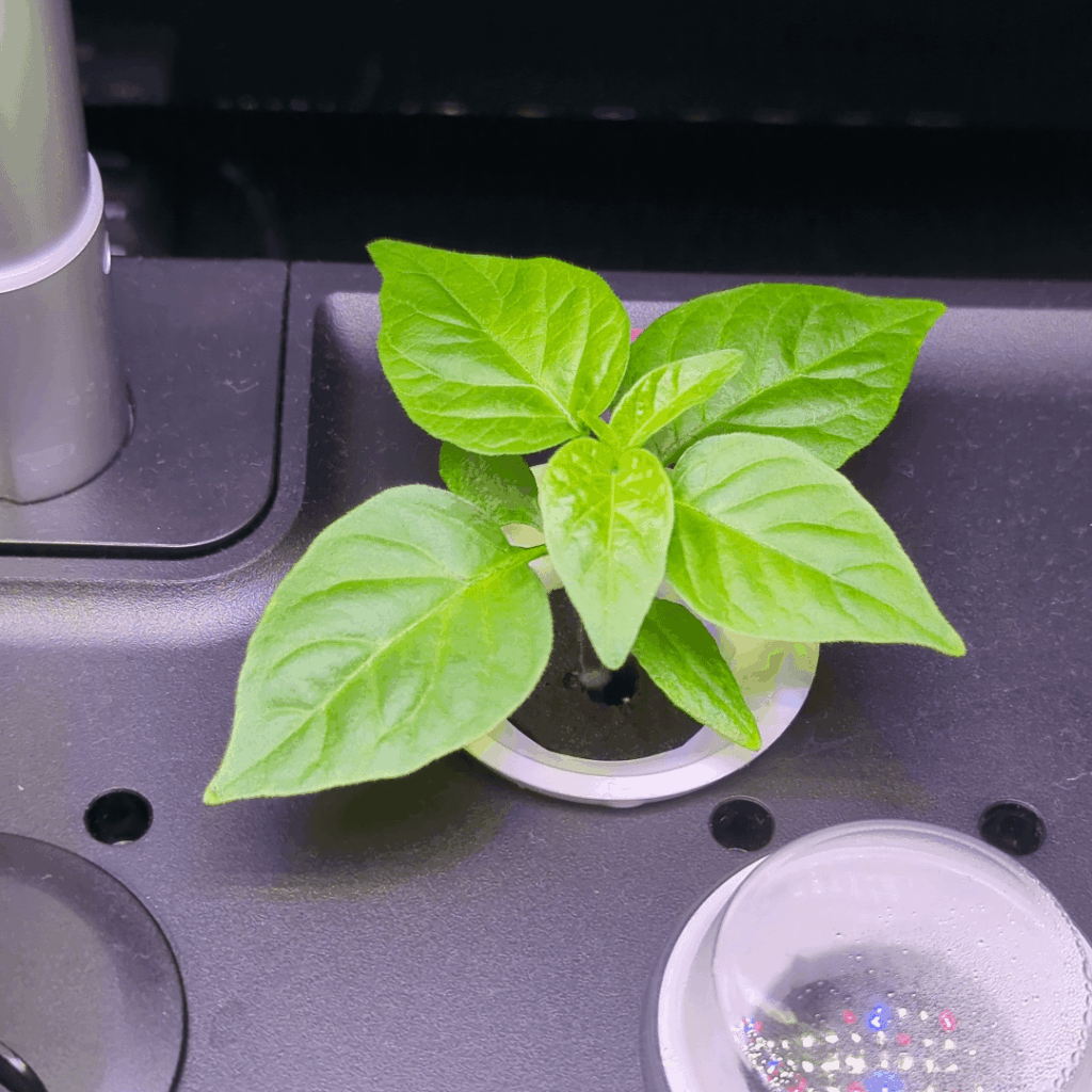 Behold my little pride and Joy