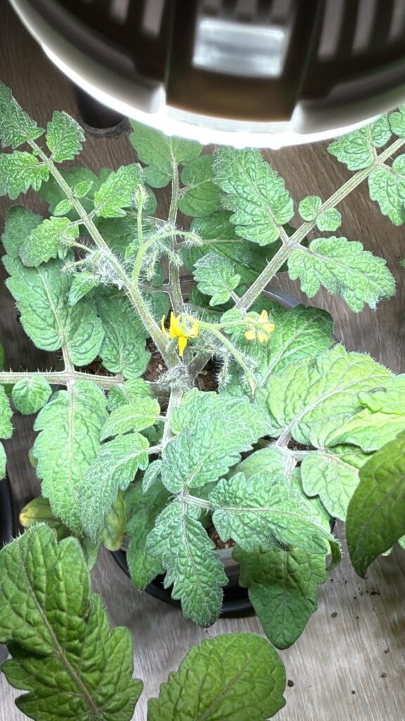 Help! They are flowering Help! They are flowering
