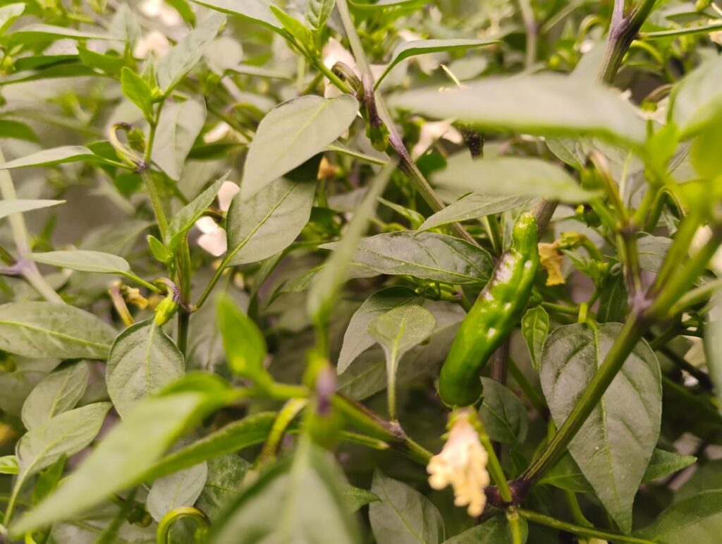 Yellow Trinidad and Carolina Reaper (Hopefully)