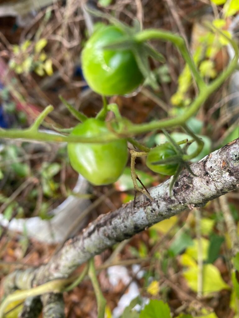 Surprise tomatoes. Surprise tomatoes.