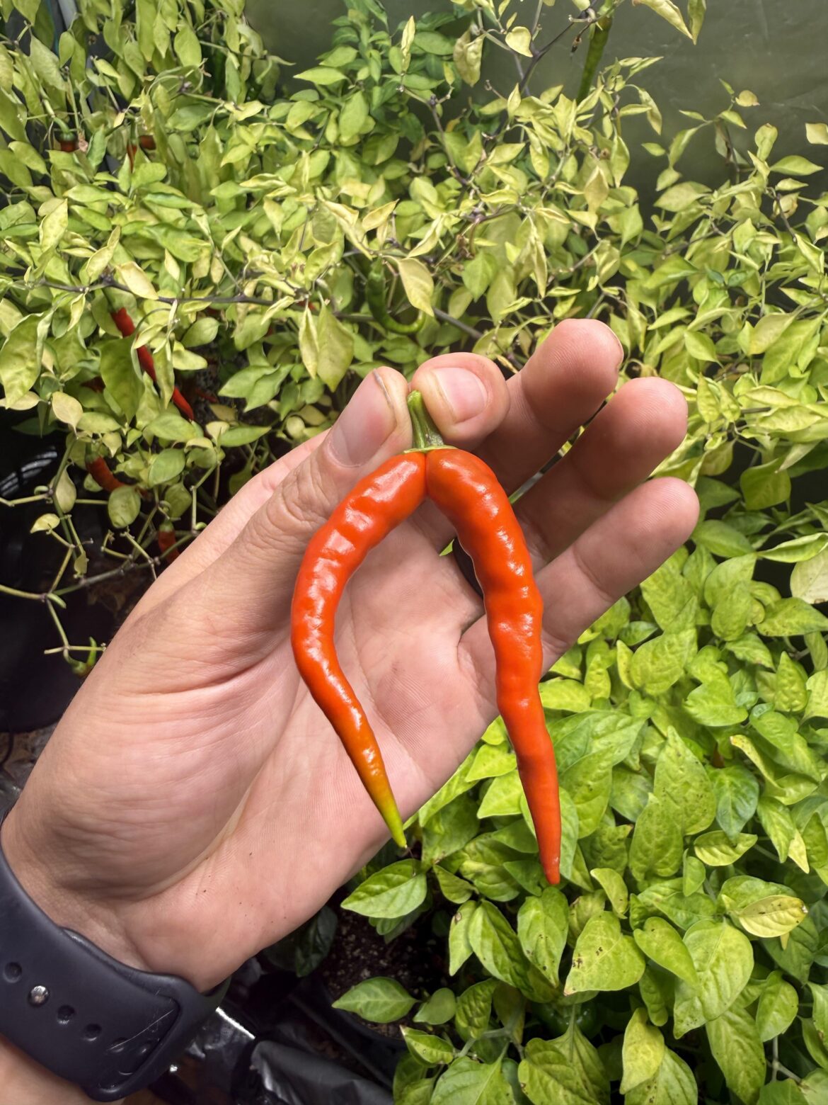 Gotta love a mutant❤️