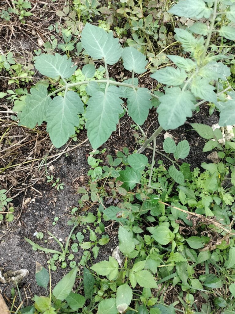 I thought tomatos do not grow in sand. Especially store tomato seeds I thought tomatos do not grow in sand. Especially store tomato seeds