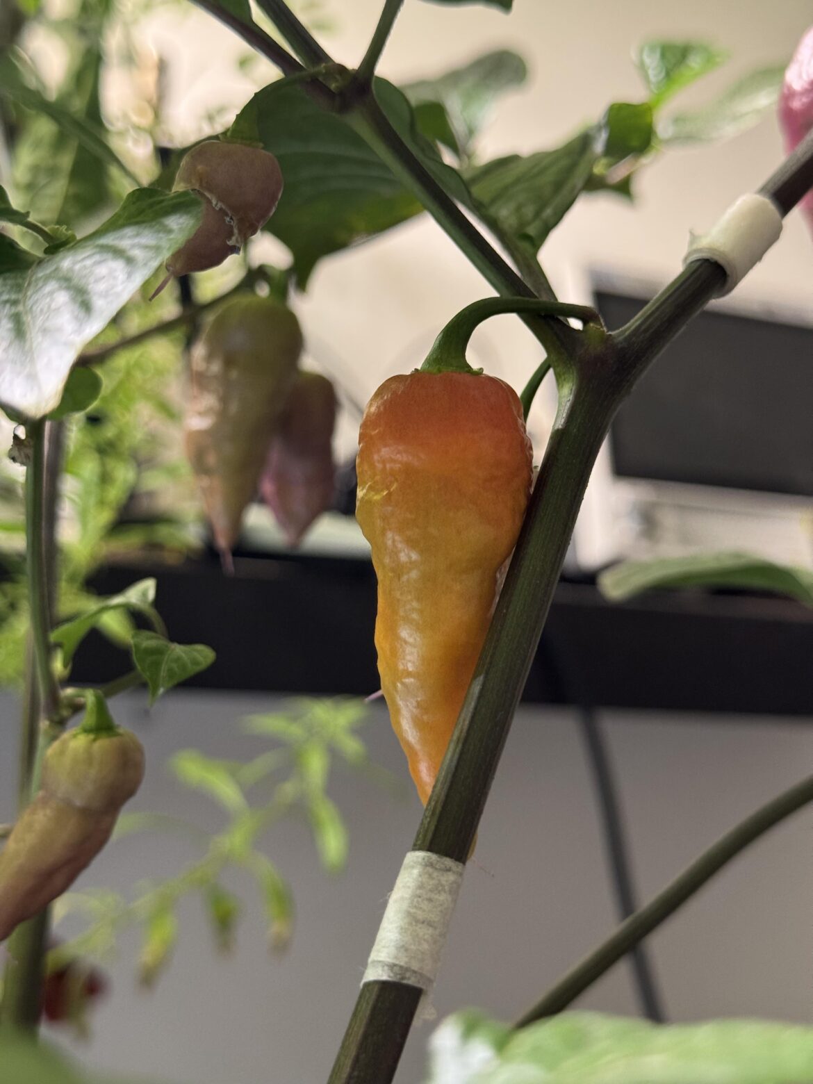 Got an absolutely stunning pheno on my naga smooky rainbow