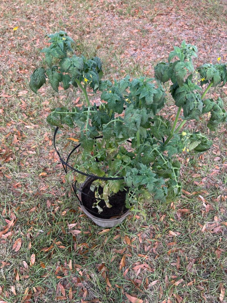 Need help with husky cherry tomato plant