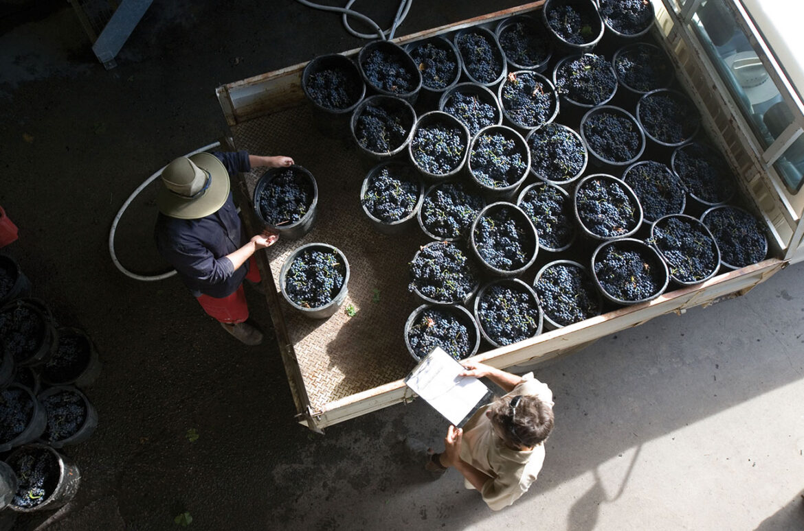 Shiraz story: Uncovering Australia’s top regional signatures Shiraz story: Uncovering Australia’s top regional signatures