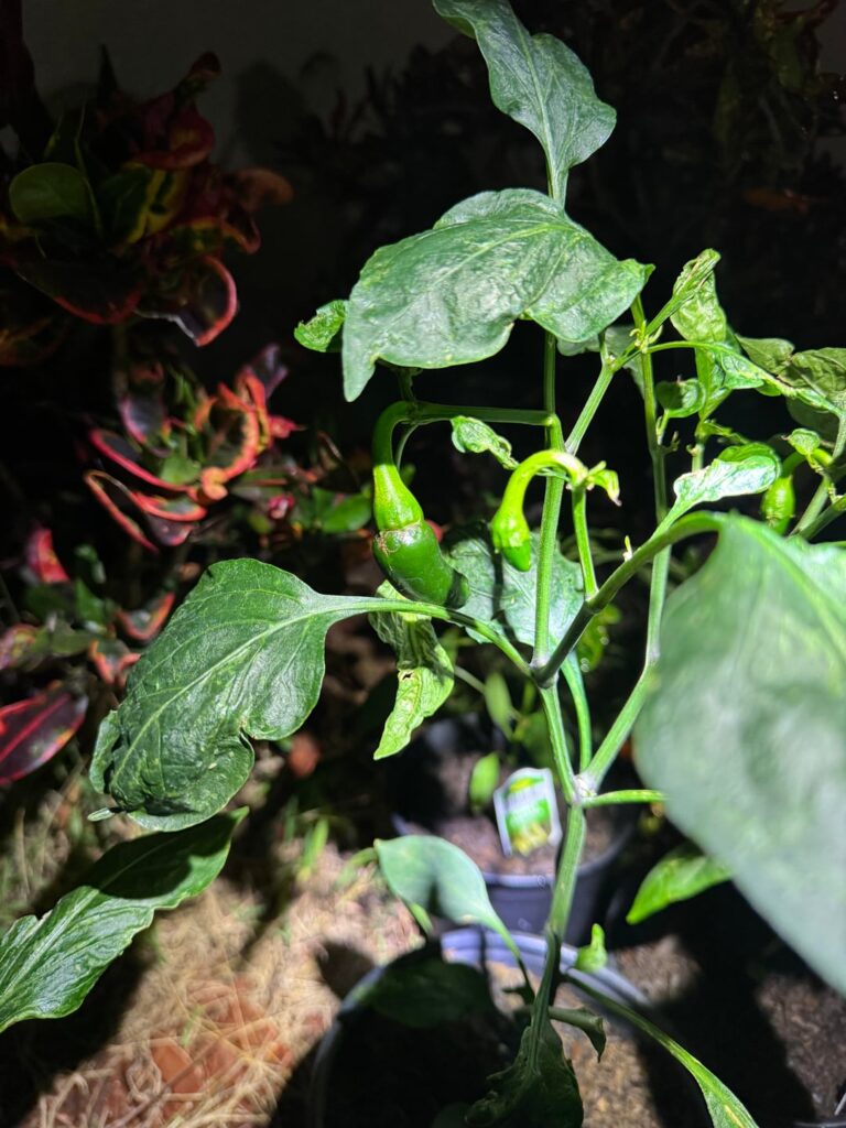 I’ve got 3 mammoth jalapeños starting to grow !