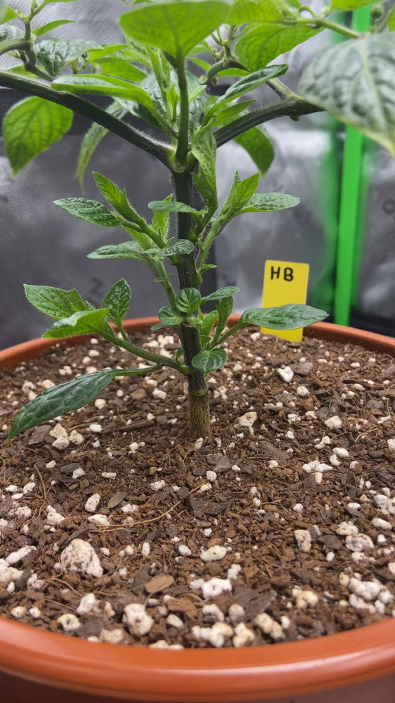 Indoor honey badger rocoto with its first bloom :) 86 days from sprout.