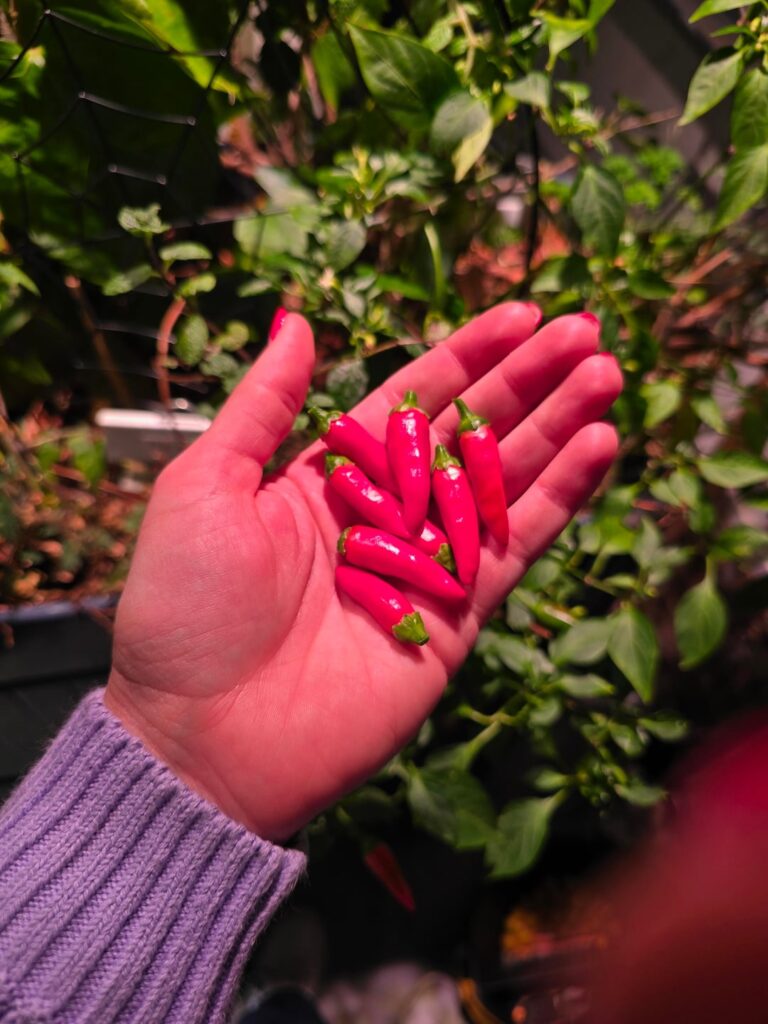 I kept them in the garage and they are still producing