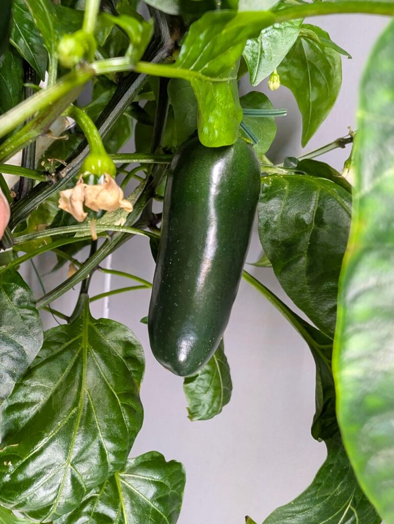 "Mammoth Jalapeno" stopped growing (Hydroponics set up)