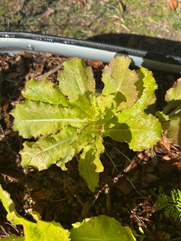 Why does my lettuce look like this? Why does my lettuce look like this?