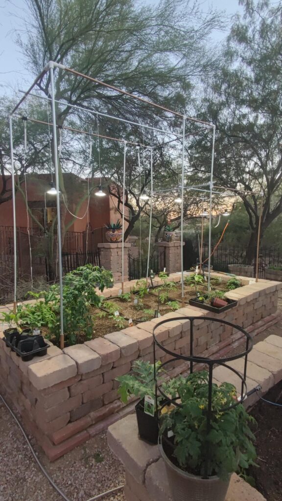 Using misters to keep tomatoes alive and fruiting in AZ heat/summer.