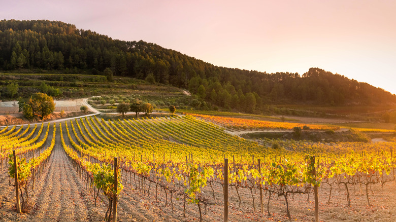 Vineyard in Penedes