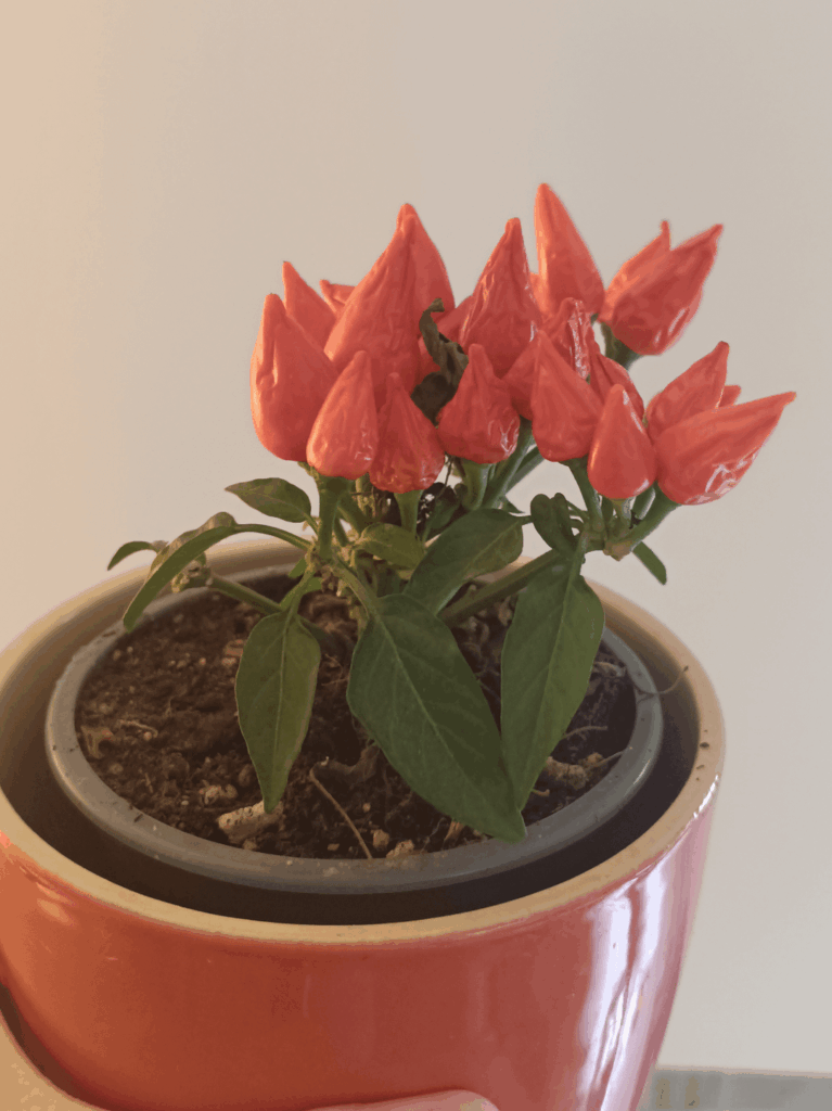 How do I take care of it? It's bonchi, right?