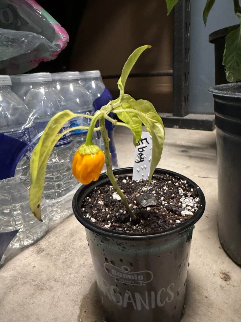 Got a supposed “Yellow Scotch Bonnet” off eBay but it doesnt look right