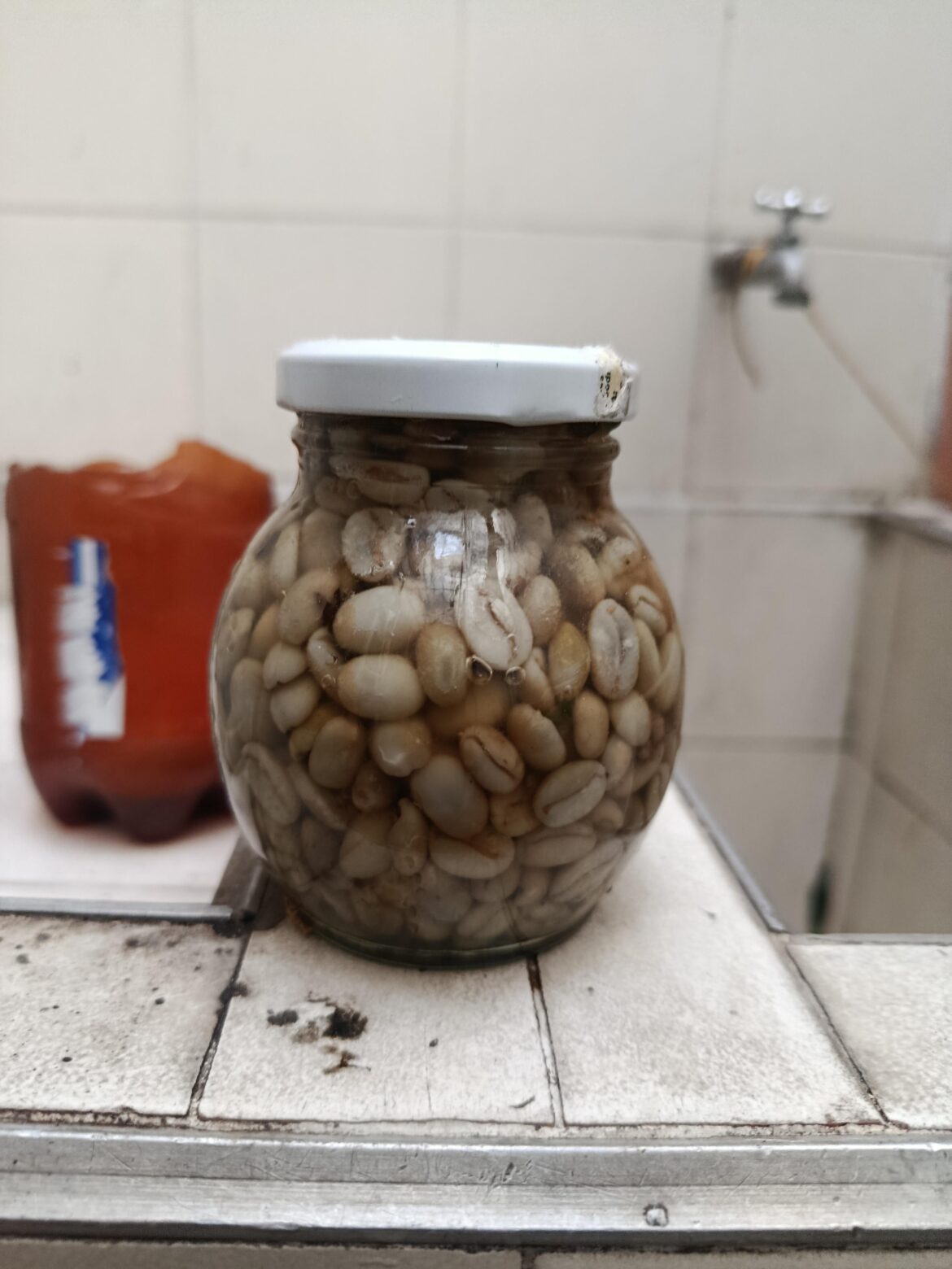 Fermenting green coffe with mixed fermentation ...(Aged wiskey +wine)