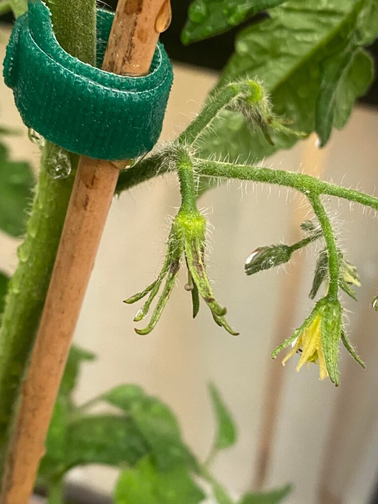 Black spots on tomato calyx