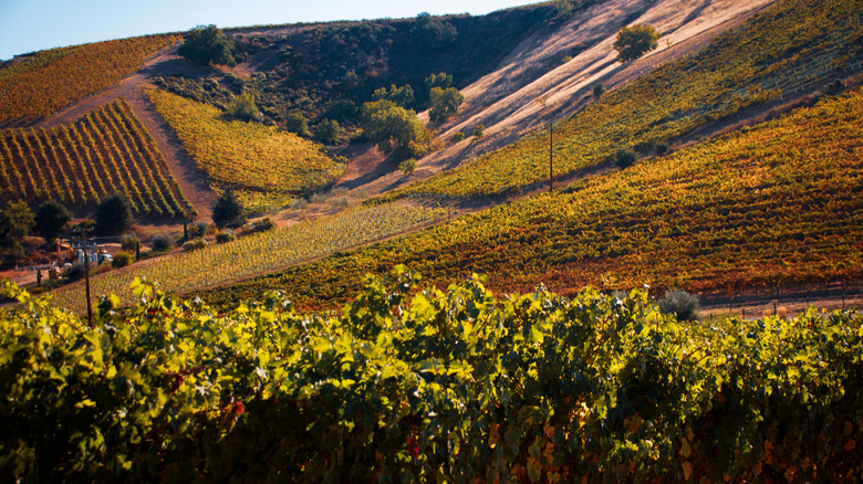 Beautiful vineyards on the Central Coast