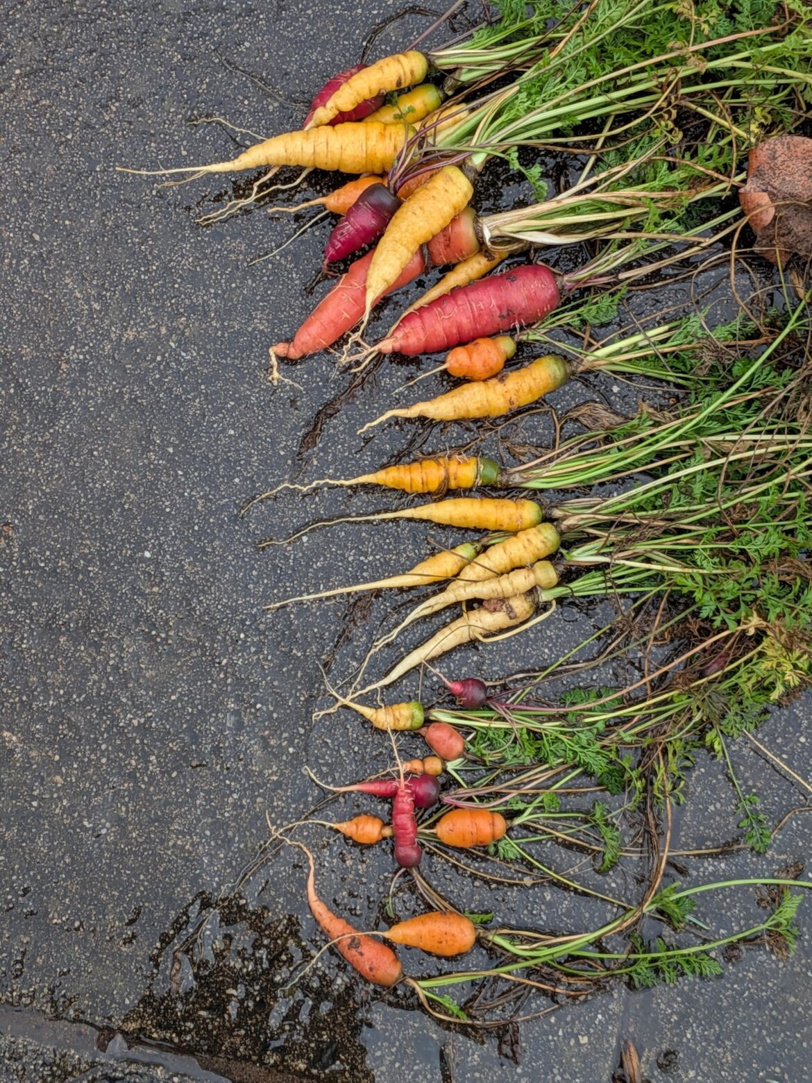 Delayed carrot harvest