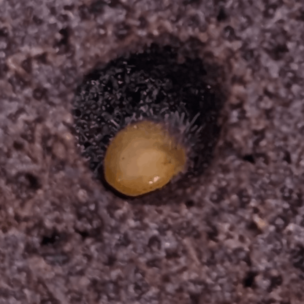 Is that mold? Doesn't look like root hair to me.