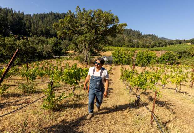 North American Press winemaker Matthew Niess walks through the Triple Z Ranch vineyard where he's experimenting with a hybrid traditional vines with older California vines in the Dry Creek Valley west of Healdsburg, Monday, July 17, 2023. (John Burgess / The Press Democrat)