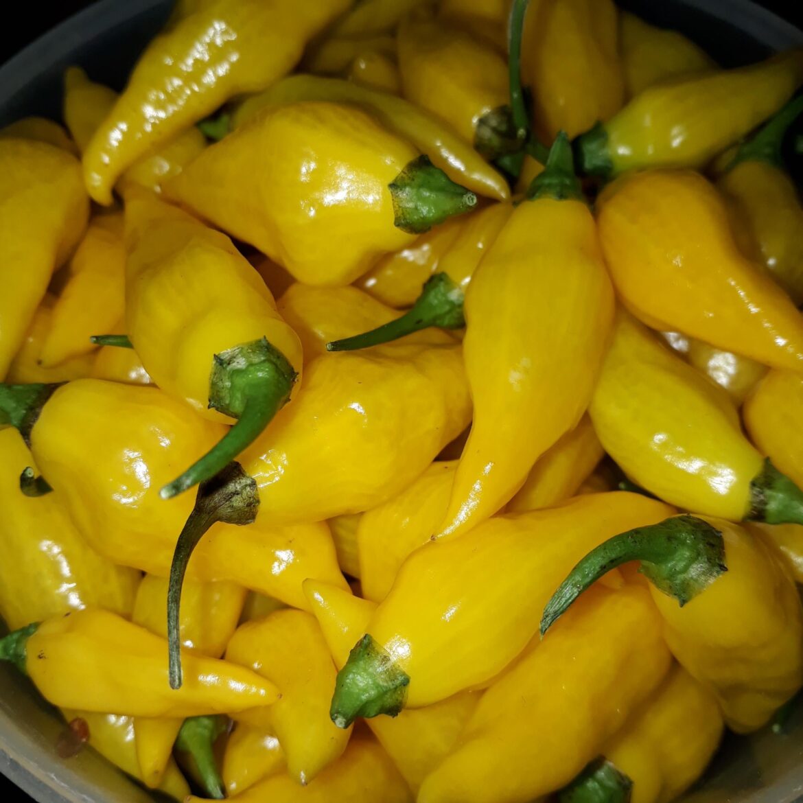 Aji Limo and Lemon Drop ain't the same!