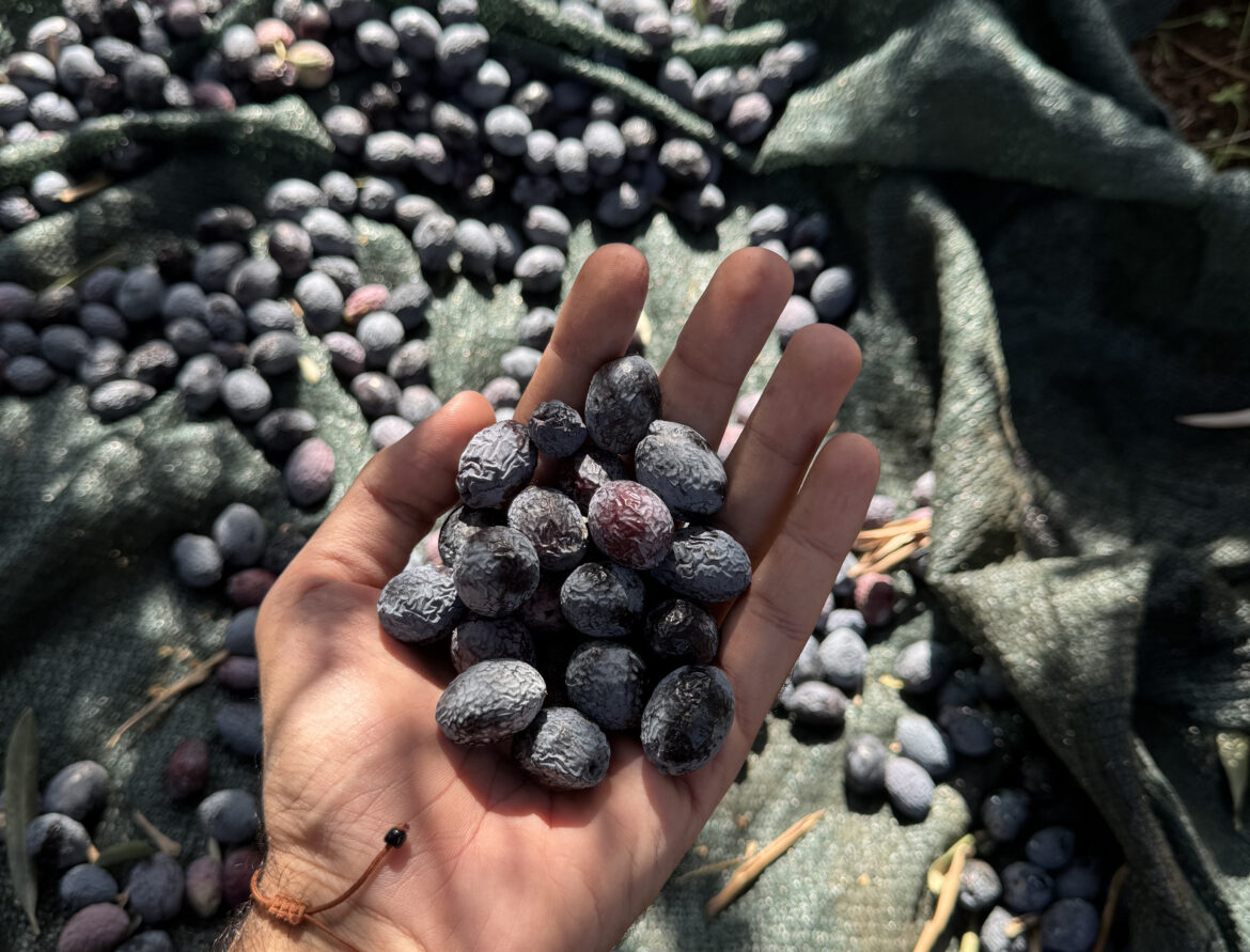 cover Giving olive waste a second life