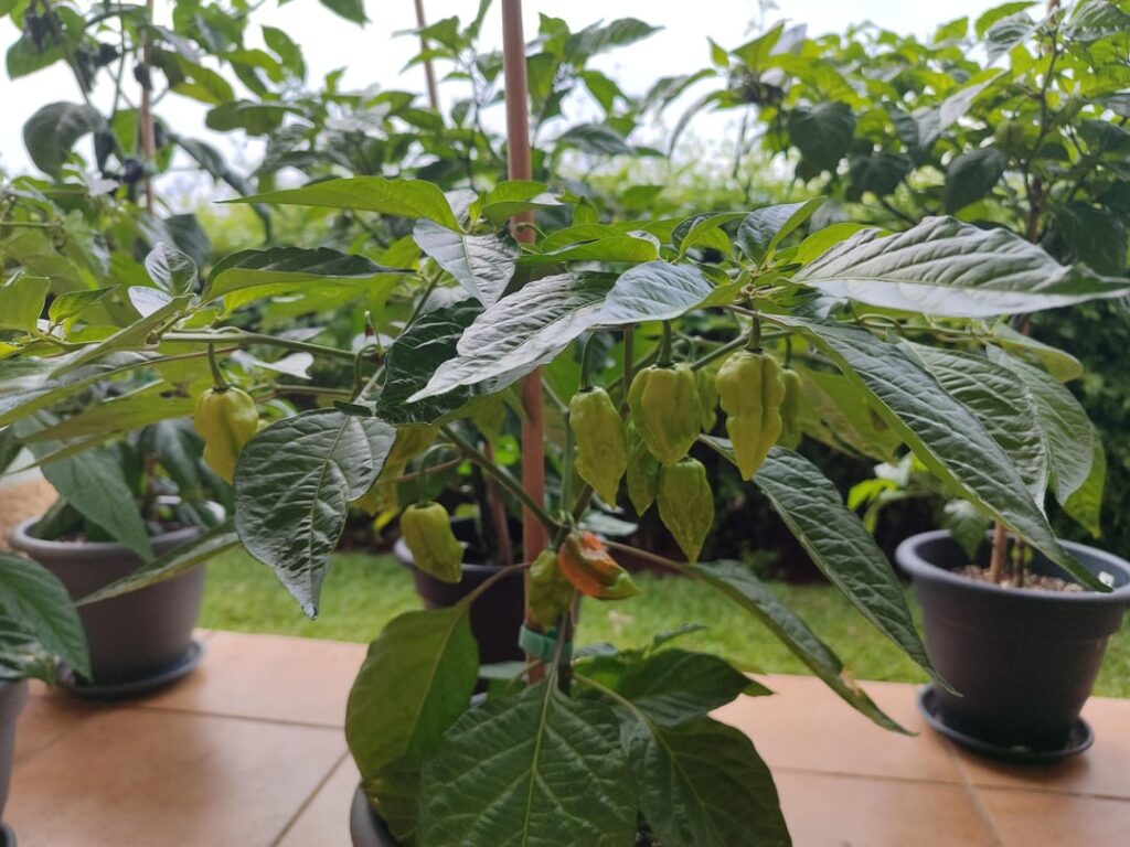 Which of these is a ghost Pepper 🤔