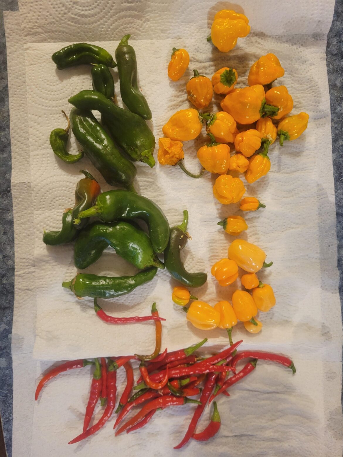 Today's pepper harvest