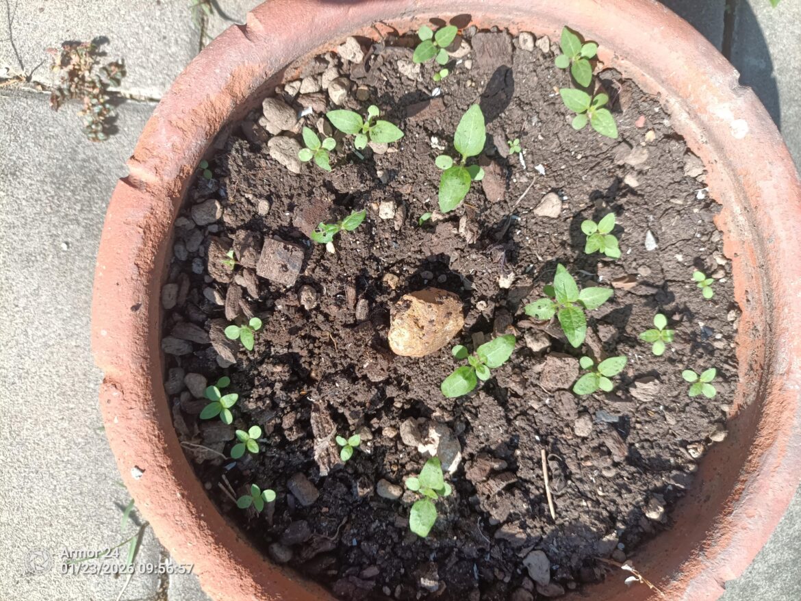 Are these Carolia Reapers?