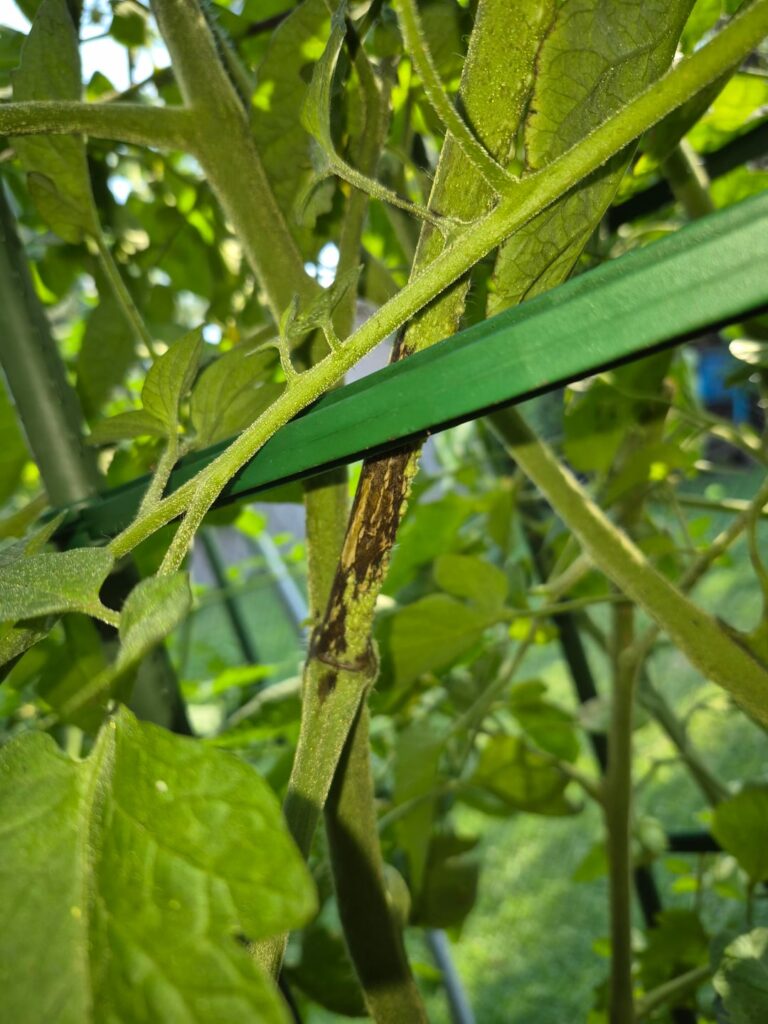 What are these spots?