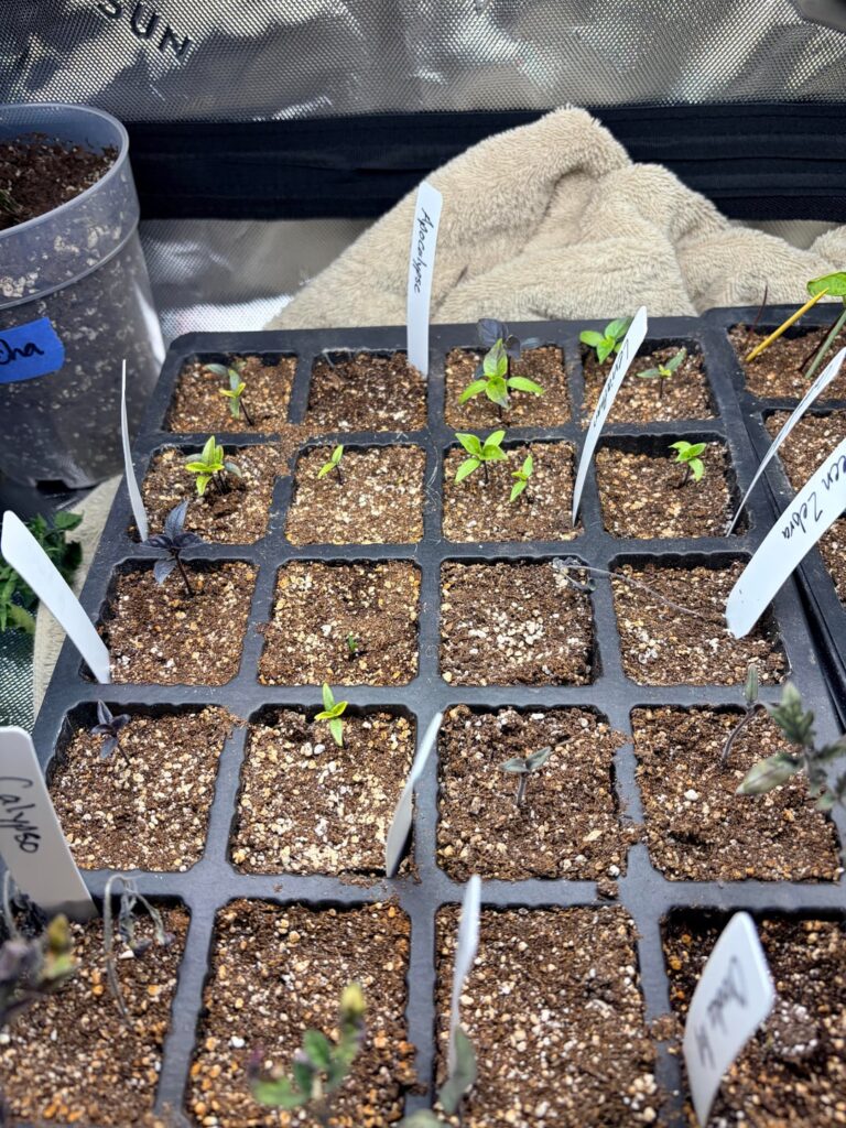 Second year attempting peppers