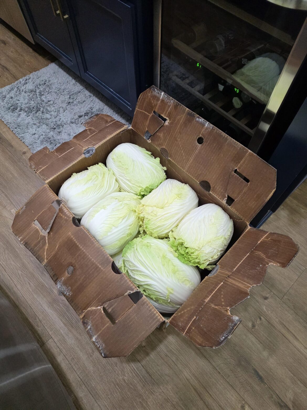 Bought Napa cabbages to make Kimchi