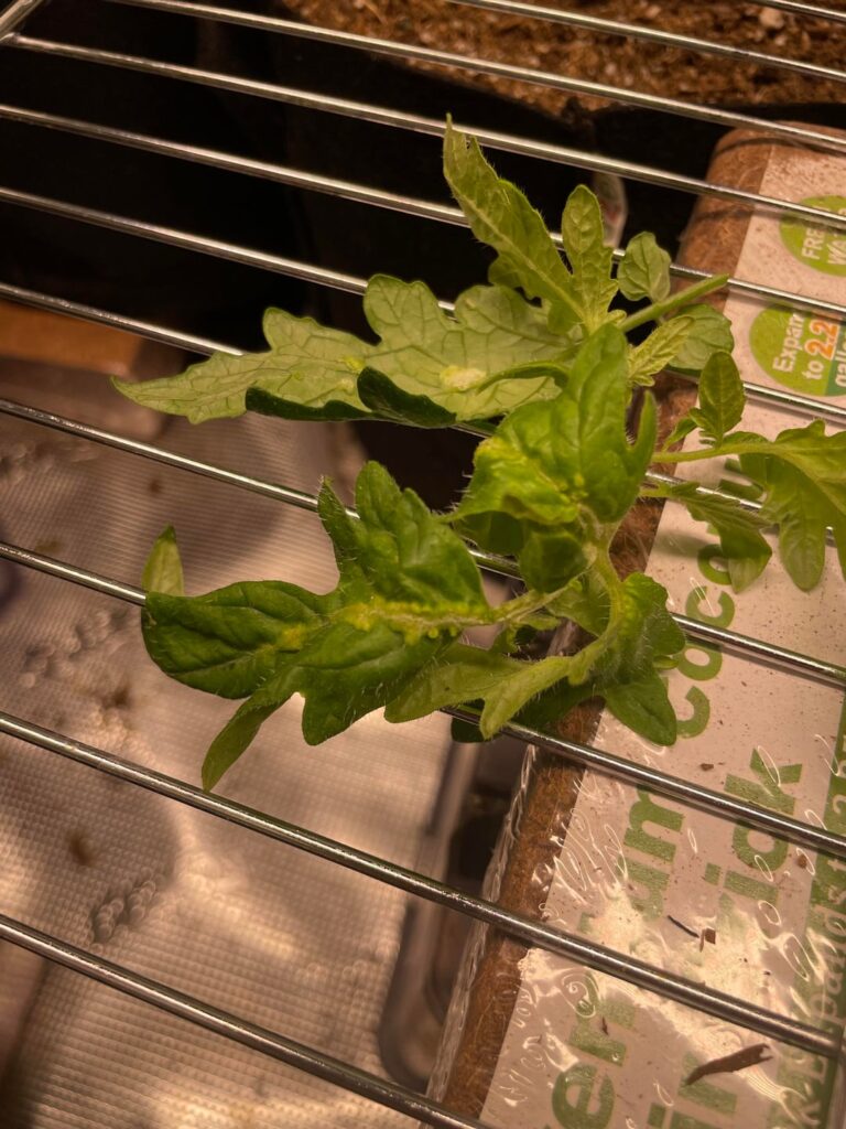What’s wrong with my tomato leaves ? I have them growing in a grow tent