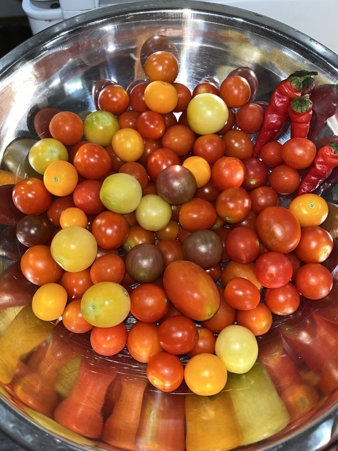 Anyone else still harvesting tomatoes?