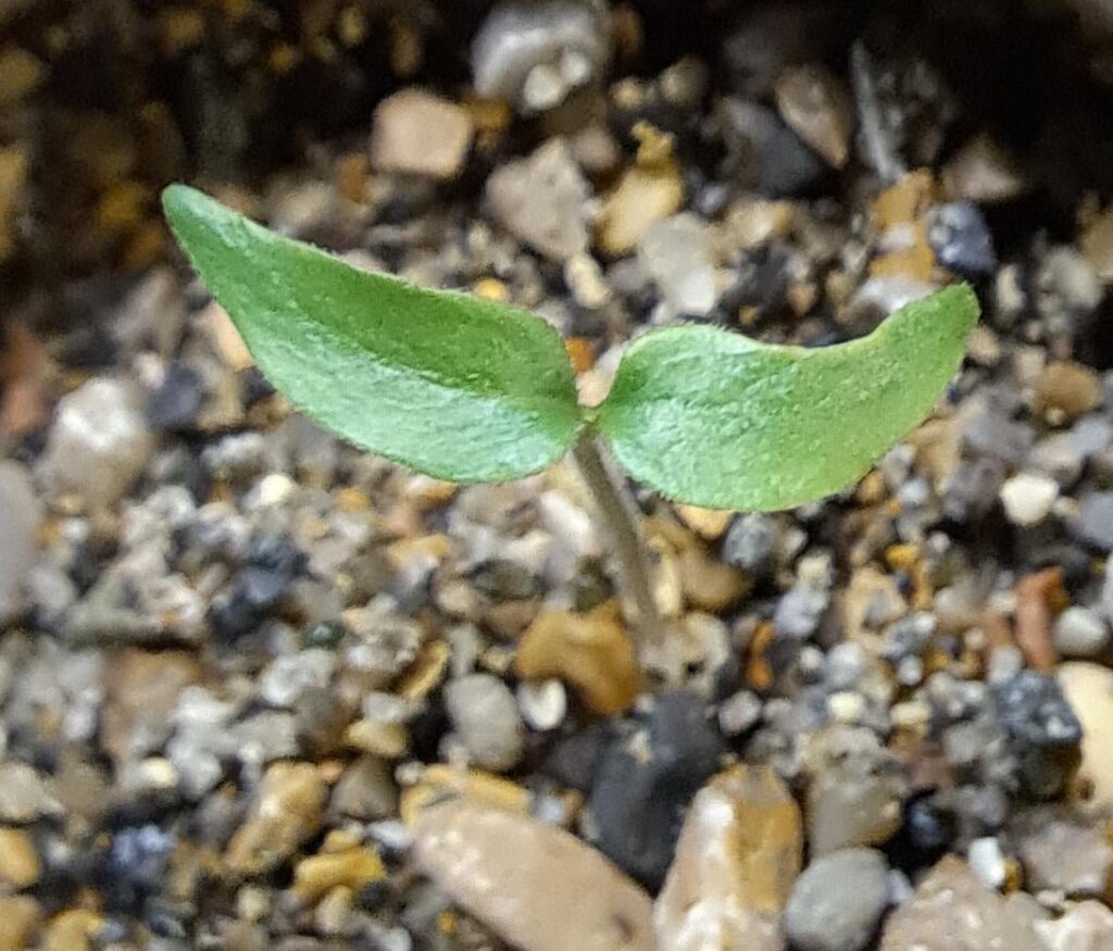 My black panther is green, when do I start giving it body dysmorphia