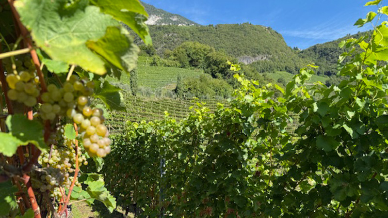 Northeast Italy's Alto Adige is one of the best-kept secrets in the wine world. Check out 14 of the best white wines to try from the region.