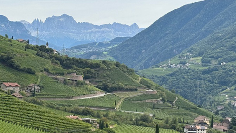Northeast Italy's Alto Adige is one of the best-kept secrets in the wine world. Check out 14 of the best white wines to try from the region.