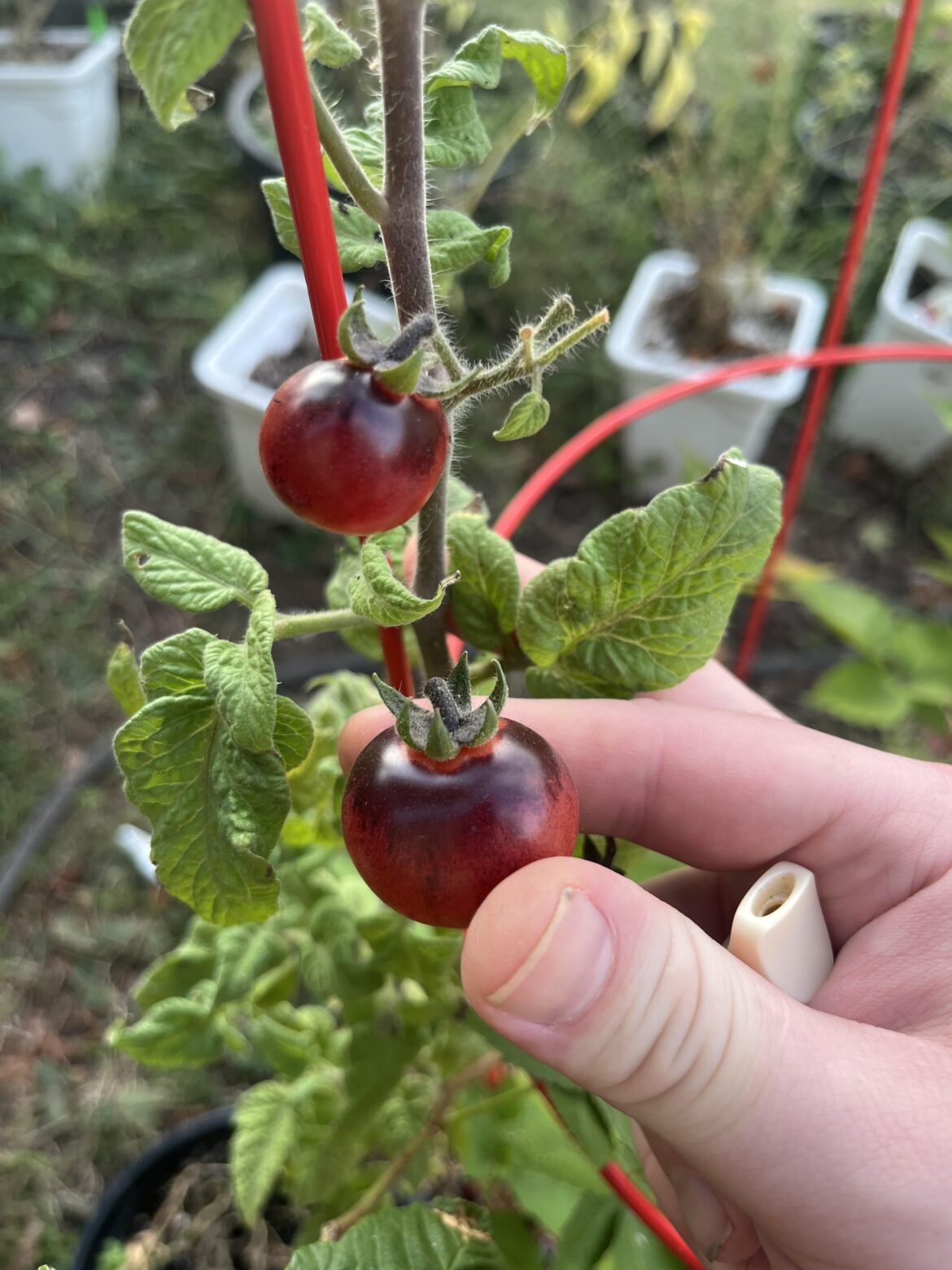 Any ideas what these are?