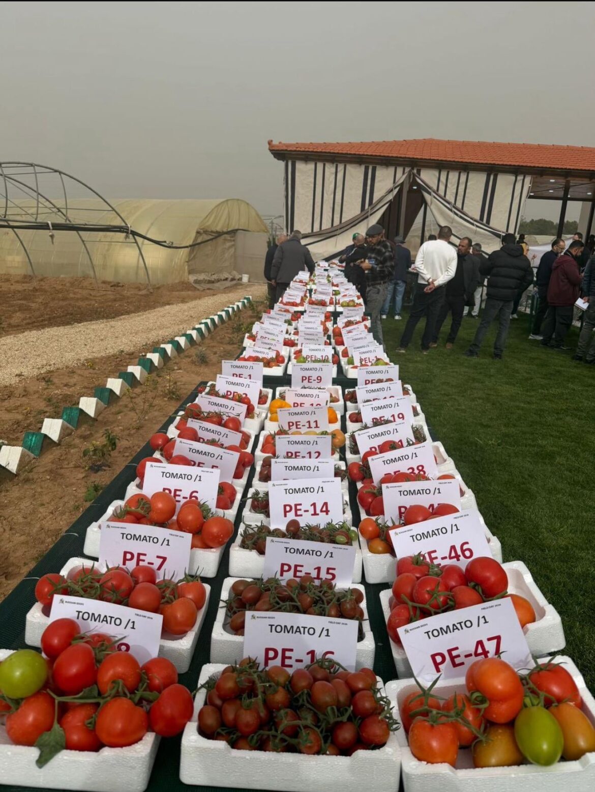 New tomato variety for 2026 – looking for grower feedback New tomato variety for 2026 – looking for grower feedback