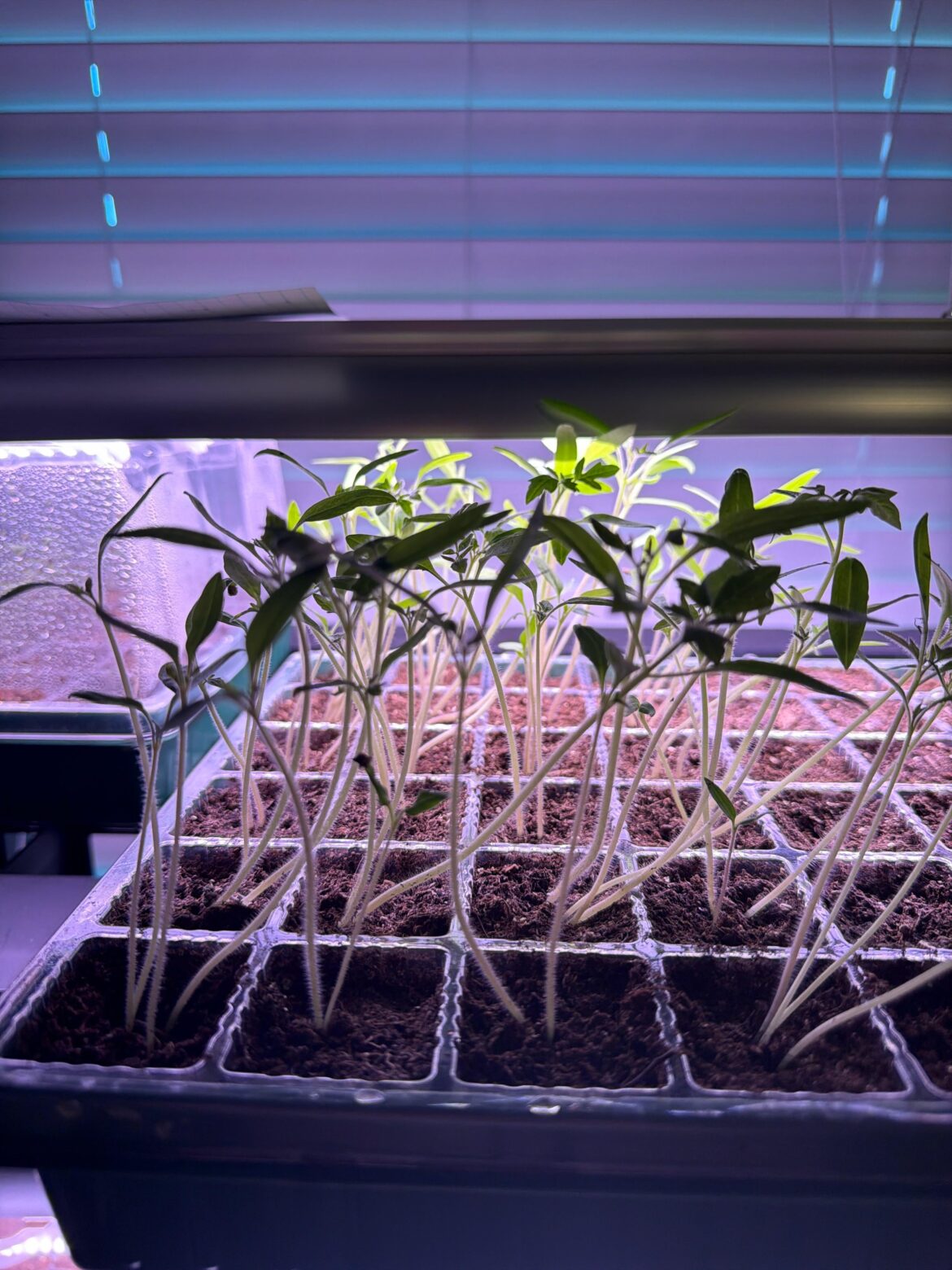 I assume I should thin but should I consider uppotting now? Additional details in body