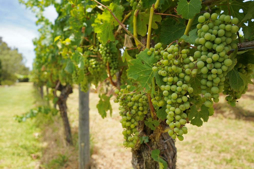 SA wine recovery program extended to 2027 SA wine recovery program extended to 2027